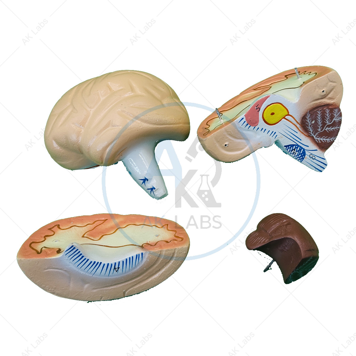 Human Brain Model (4 Parts, Dissectible, On Base)