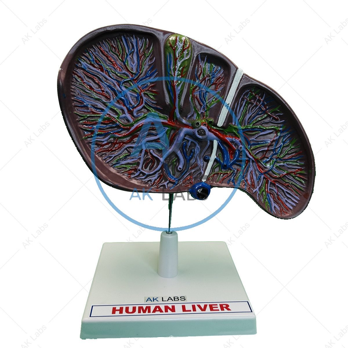 Human Liver Model (Imported)